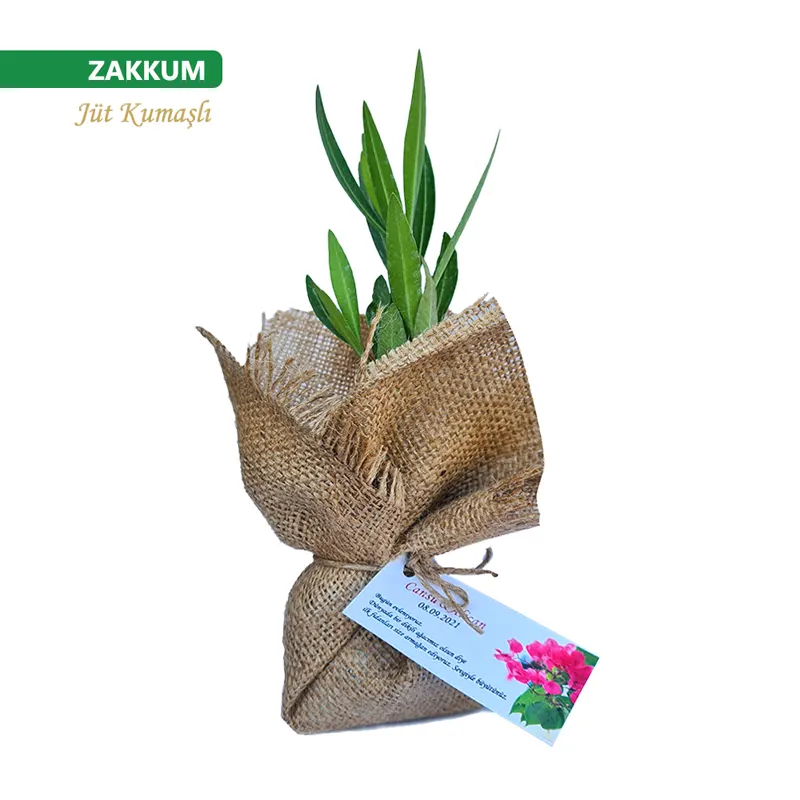 Jüt Kumaş Ambalajlı Zakkum Fidanı